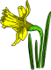 Click to enlarge Daffodil Flower Image