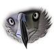 Click to enlarge Eagle Head Illustration Image
