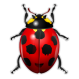 Click to enlarge Realistic Ladybug Illustration