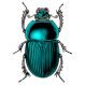 Click to enlarge Scarab Beetle Image Icon
